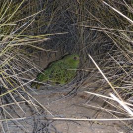 The Night Parrot Recovery Team